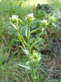 Inula conyza. Верхушка зацветающего растения. Крым, Ялта, ущелье Уч-Кош. 05.08.2009.