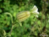 Melandrium latifolium