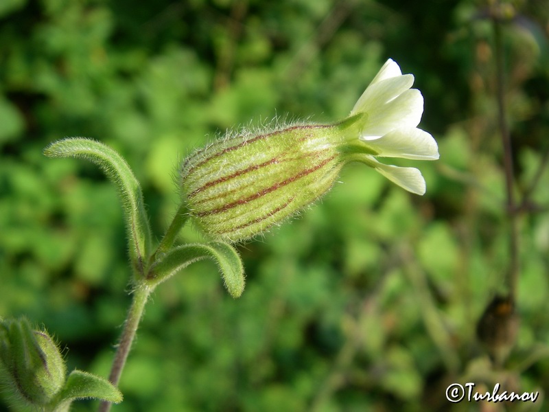 Изображение особи Melandrium latifolium.