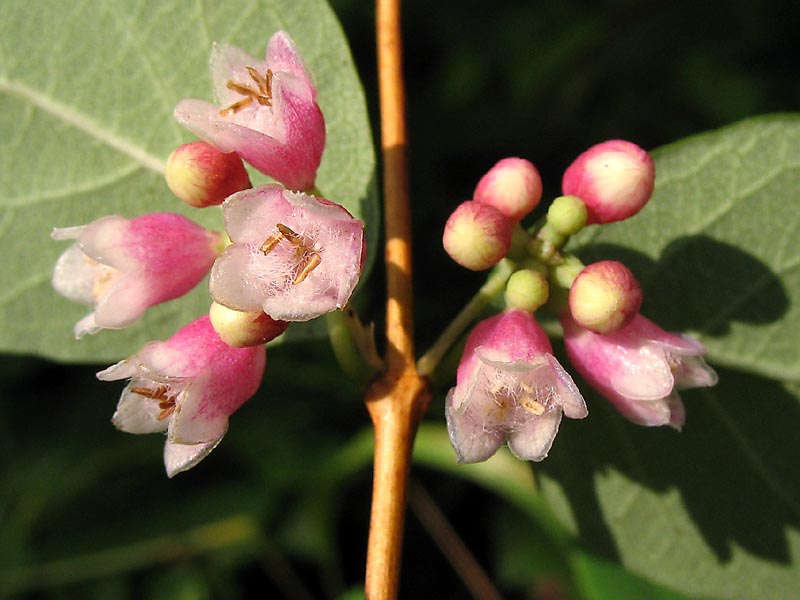 Image of Symphoricarpos albus var. laevigatus specimen.