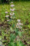 Phlomoides tuberosa. Цветущее растение. Хакасия, окр. с. Таштып. Начало августа 2009 г.