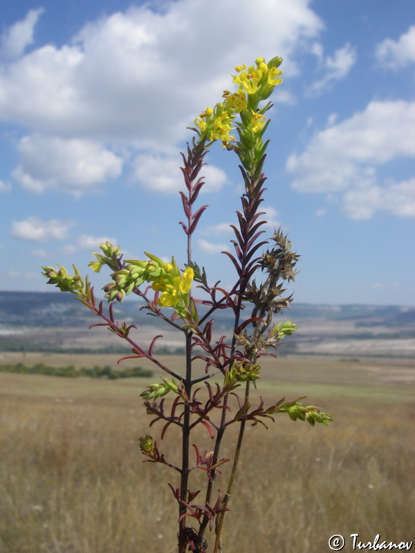 Image of Orthanthella lutea specimen.