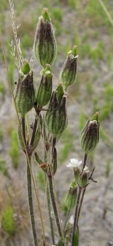 Image of Gastrolychnis affinis specimen.