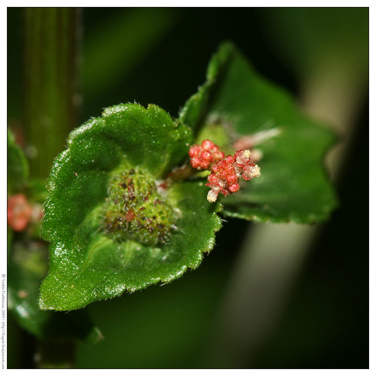 Image of Acalypha australis specimen.