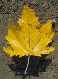 Populus alba