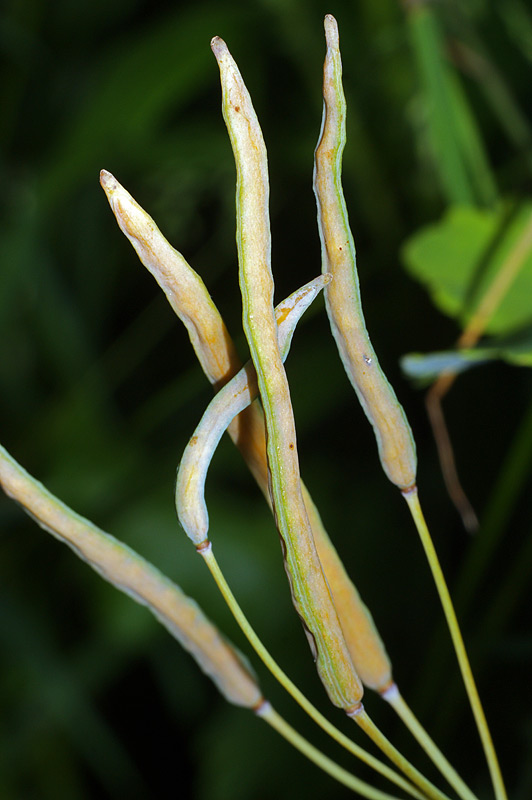 Image of Chelidonium majus specimen.