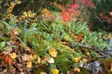 Polypodium vulgare