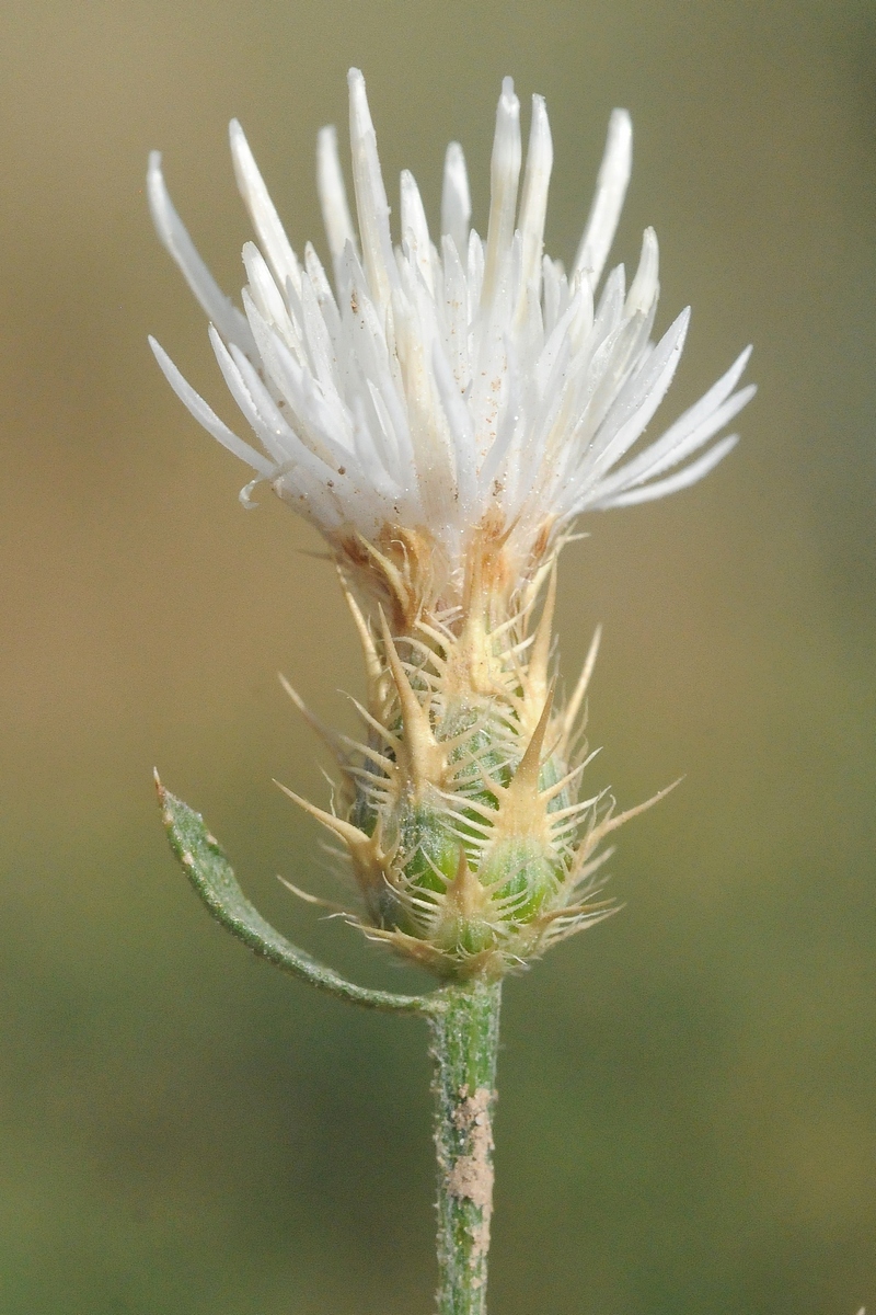 Image of Centaurea diffusa specimen.