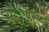 Carex polyphylla