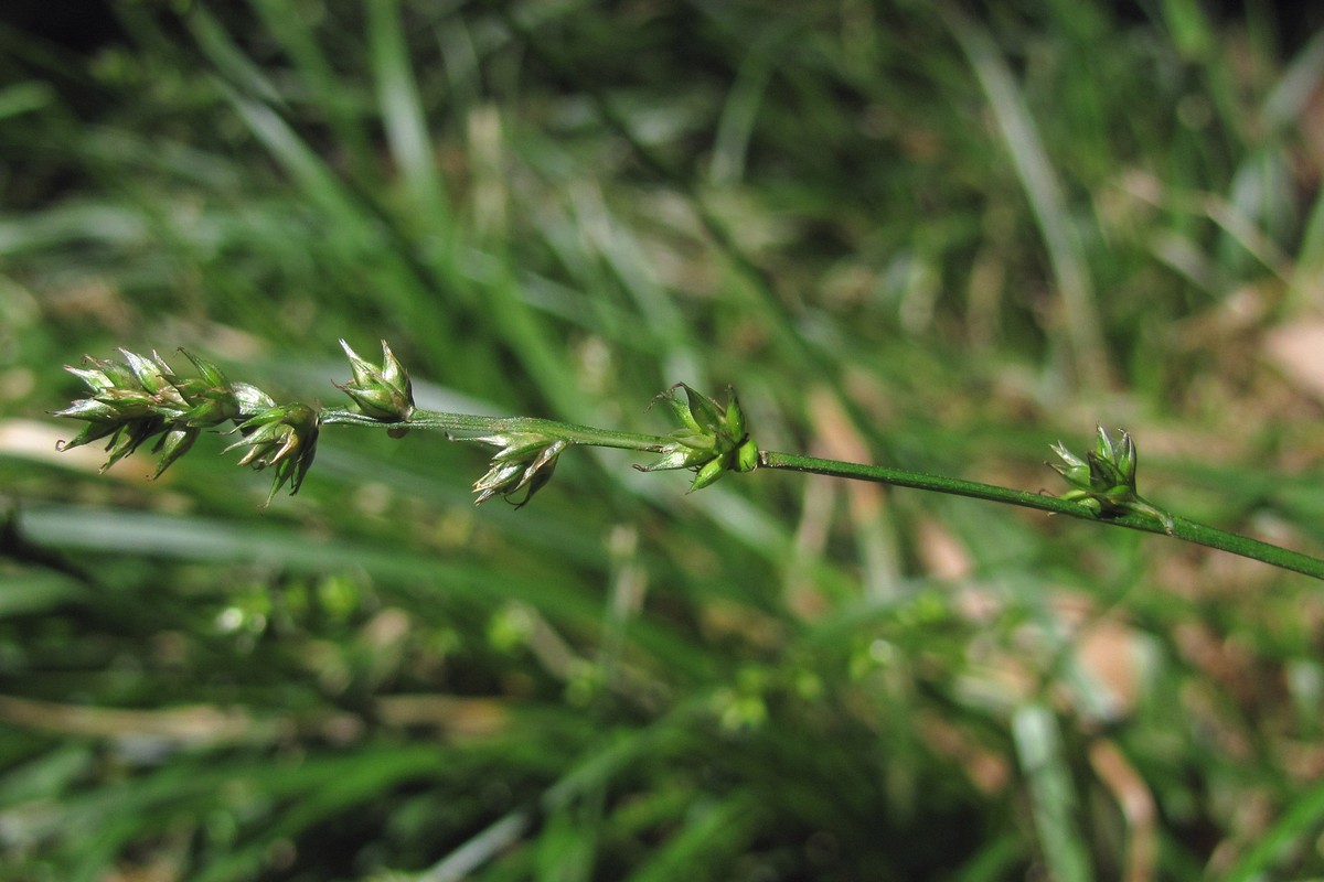 Изображение особи Carex polyphylla.