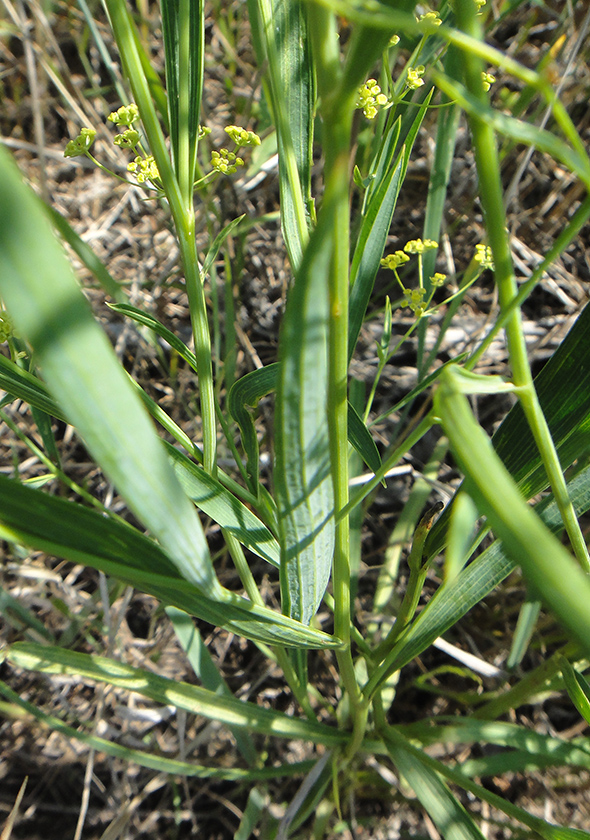 Image of Bupleurum scorzonerifolium specimen.