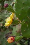 Opuntia monocantha