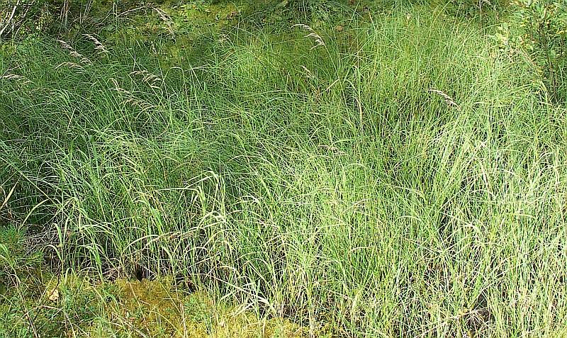 Image of Calamagrostis canescens specimen.