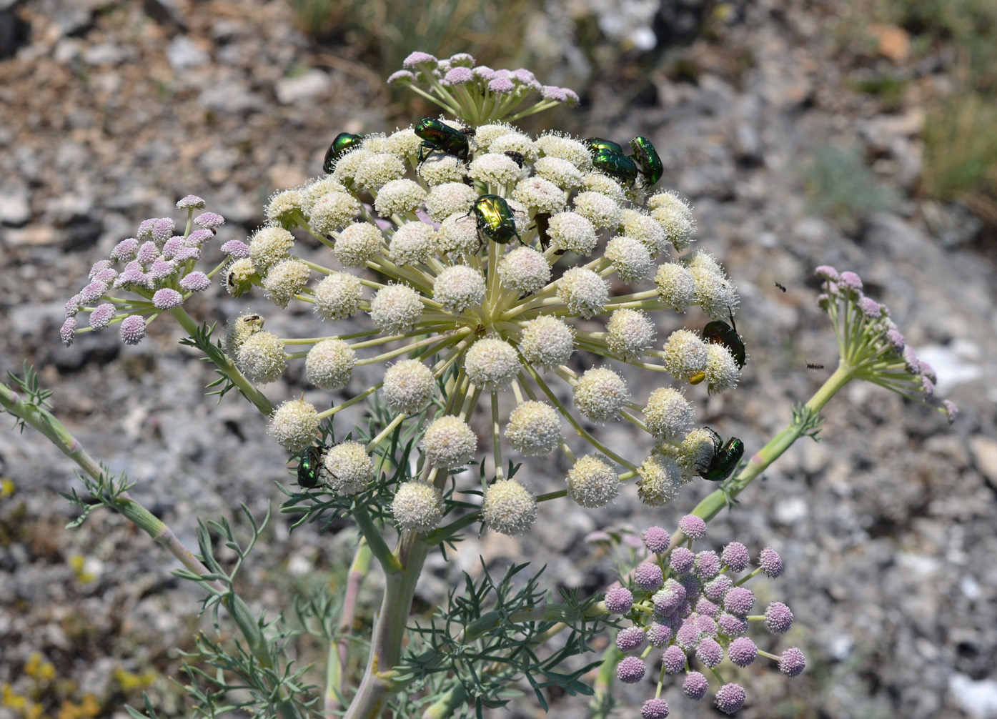 Image of Seseli gummiferum specimen.