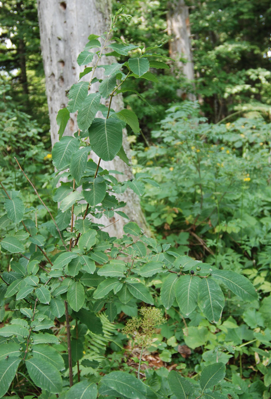 Image of Lonicera orientalis specimen.