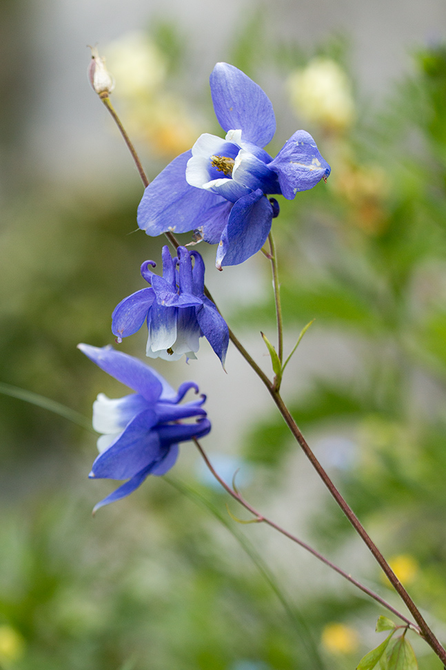 Изображение особи Aquilegia olympica.