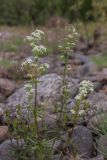 Galium boreale. Верхушка цветущего растения. Свердловская обл., Карпинский городской округ, 44 км дороги Карпинск - Кытлым, ниже турбазы \"Серебрянский Камень\", на берегу р. Лобва, выс. 300 м н.у.м. 18.07.2015.