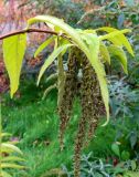 Buddleja lindleyana