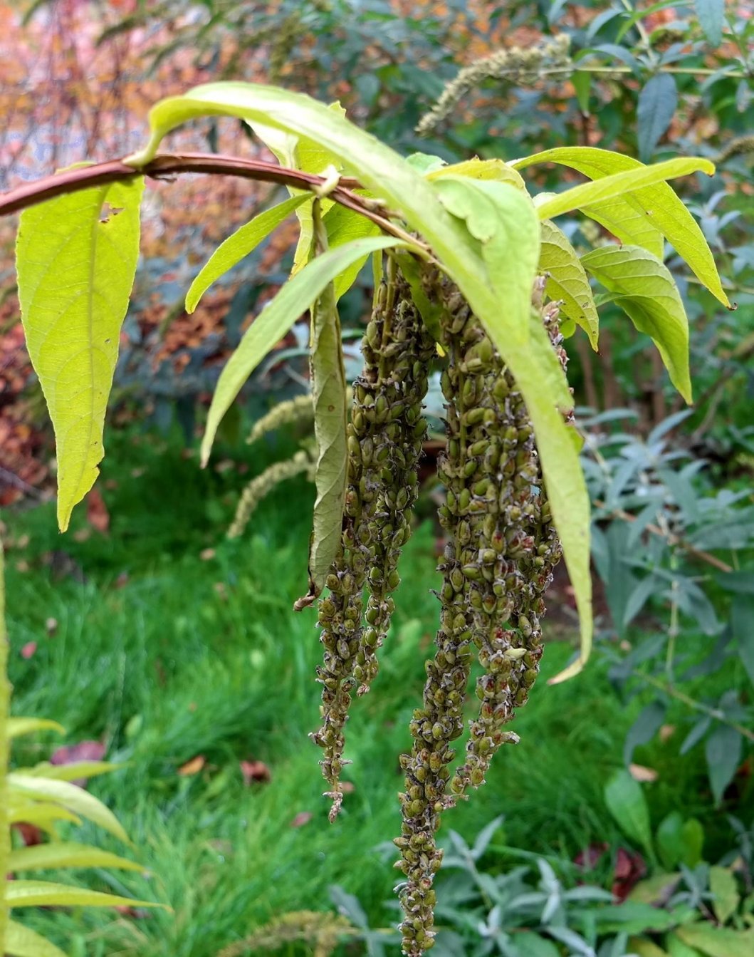 Image of Buddleja lindleyana specimen.