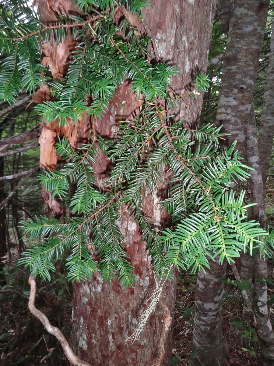 Image of Taxus cuspidata specimen.