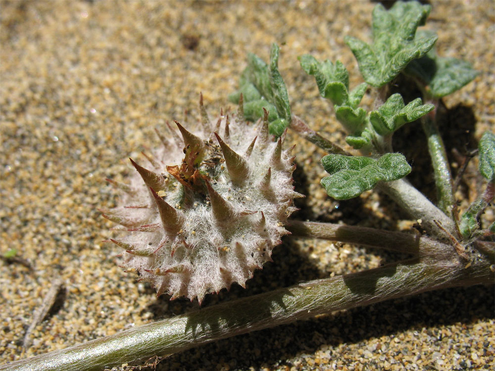 Изображение особи Neurada procumbens.