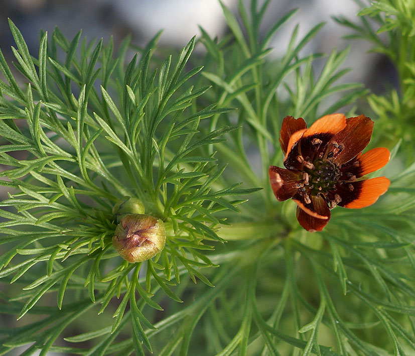 Изображение особи Adonis parviflora.