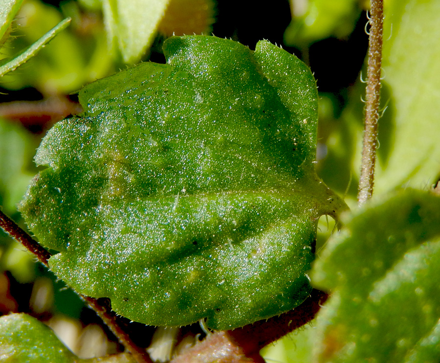 Image of Veronica persica specimen.