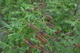 Amorpha fruticosa