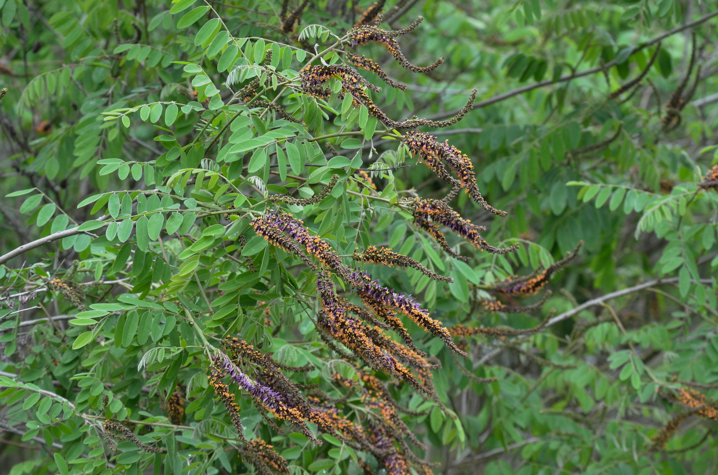 Изображение особи Amorpha fruticosa.