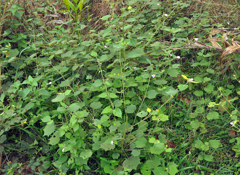 Image of Urena lobata specimen.