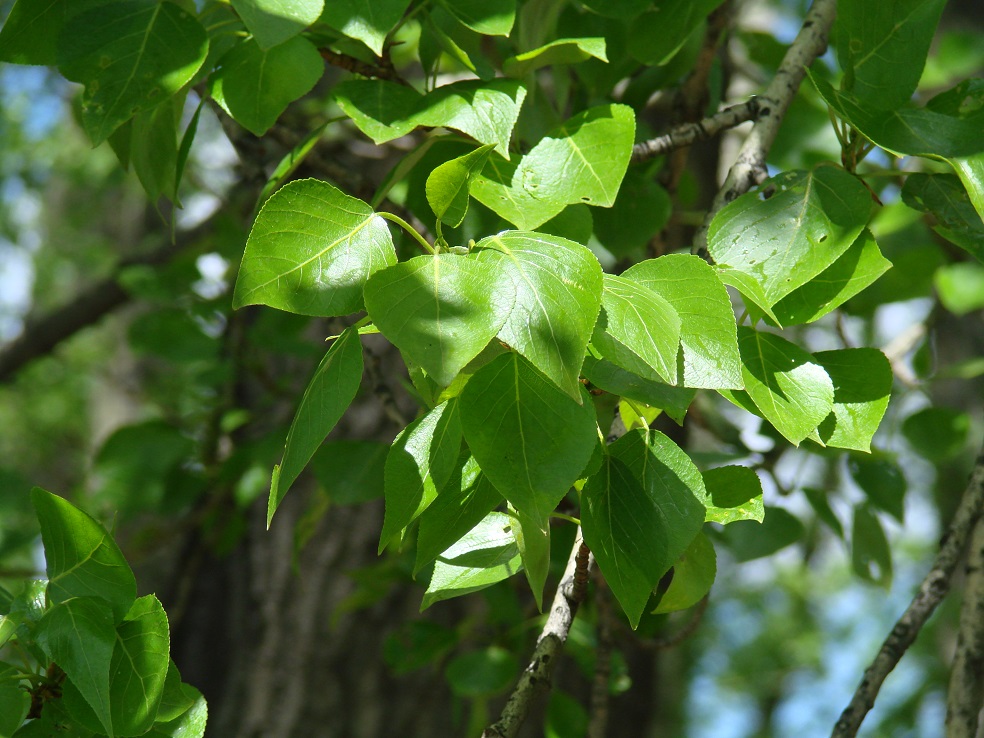 Image of Populus × sibirica specimen.