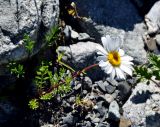 Tripleurospermum caucasicum. Цветущее растение. Карачаево-Черкесия, окр. пос. Архыз, долина р. София, на скале (выс. около 2000 м н.у.м.). 18.06.2015.