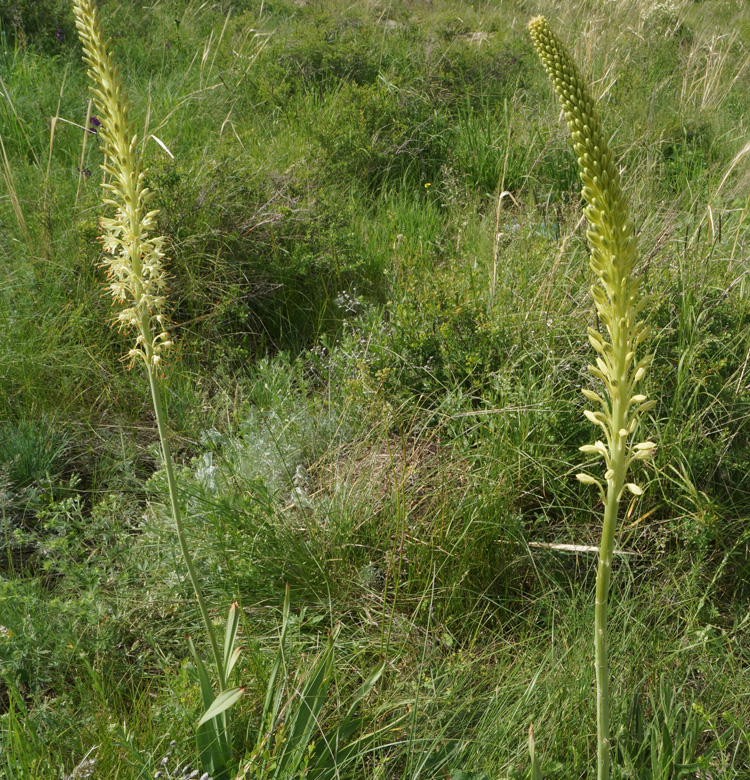 Image of Eremurus altaicus specimen.