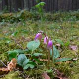 Calypso bulbosa. Цветущие растения в таёжном лесу. Свердловская обл., окр. г. Североуральск. 21.05.2007.