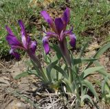 Iris glaucescens