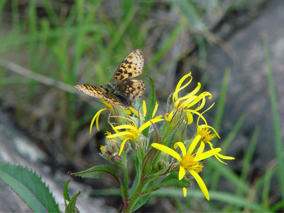 Image of Senecio nemorensis specimen.