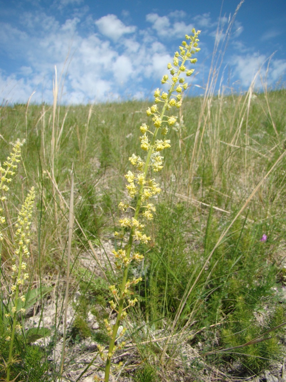 Изображение особи Reseda lutea.