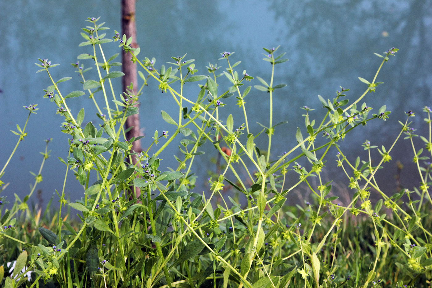 Image of Asperugo procumbens specimen.