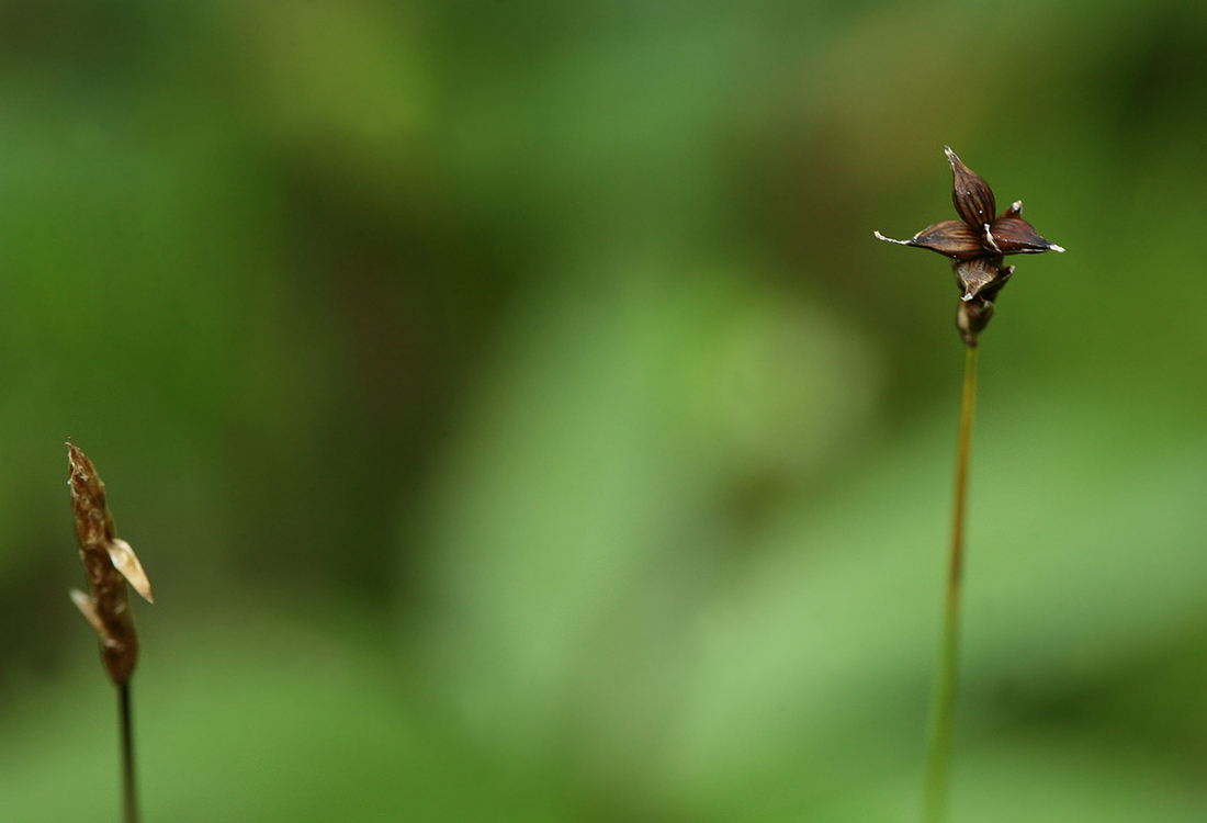 Изображение особи Carex dioica.