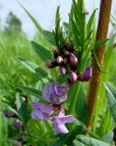 Vicia sepium