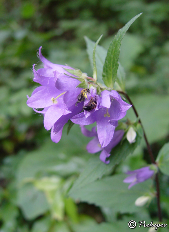 Изображение особи Campanula trachelium.