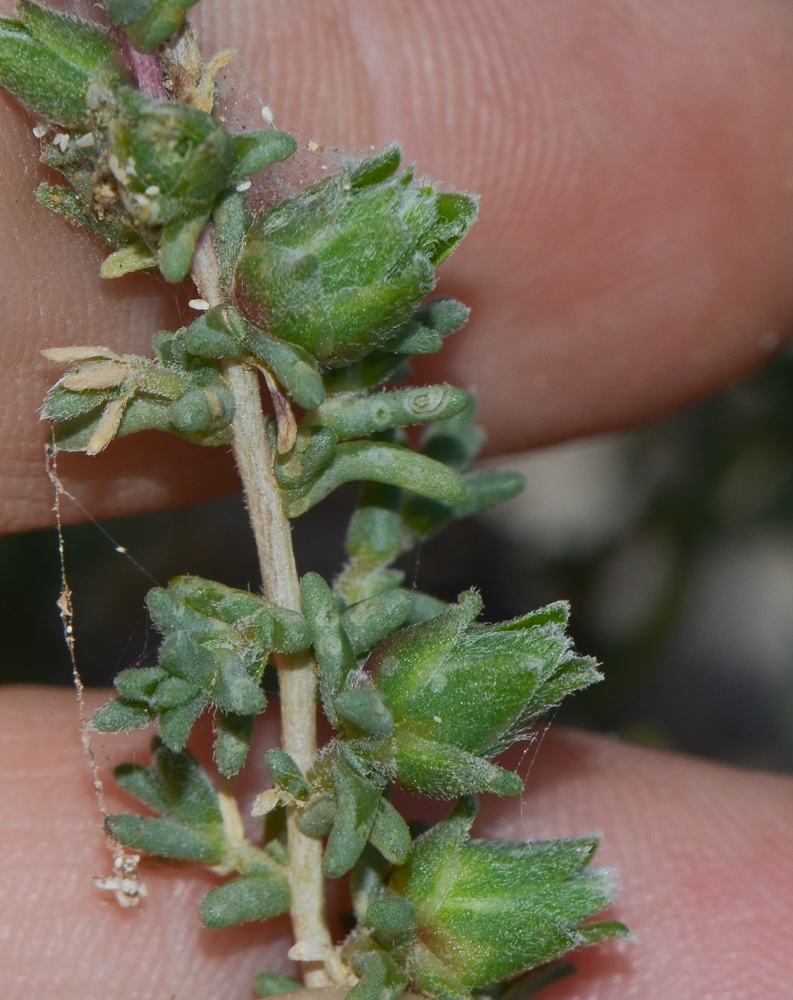 Изображение особи Salsola vermiculata.