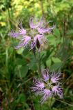 Dianthus superbus