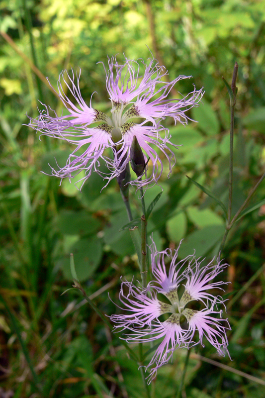 Изображение особи Dianthus superbus.