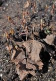 Rubus arcticus