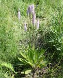 Plantago urvillei