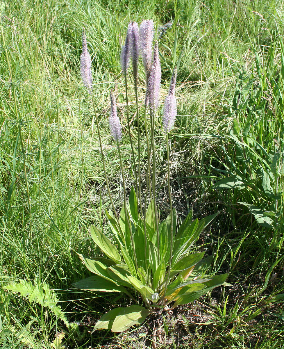 Изображение особи Plantago urvillei.