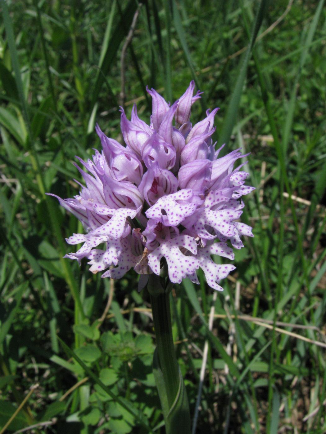 Image of Neotinea tridentata specimen.