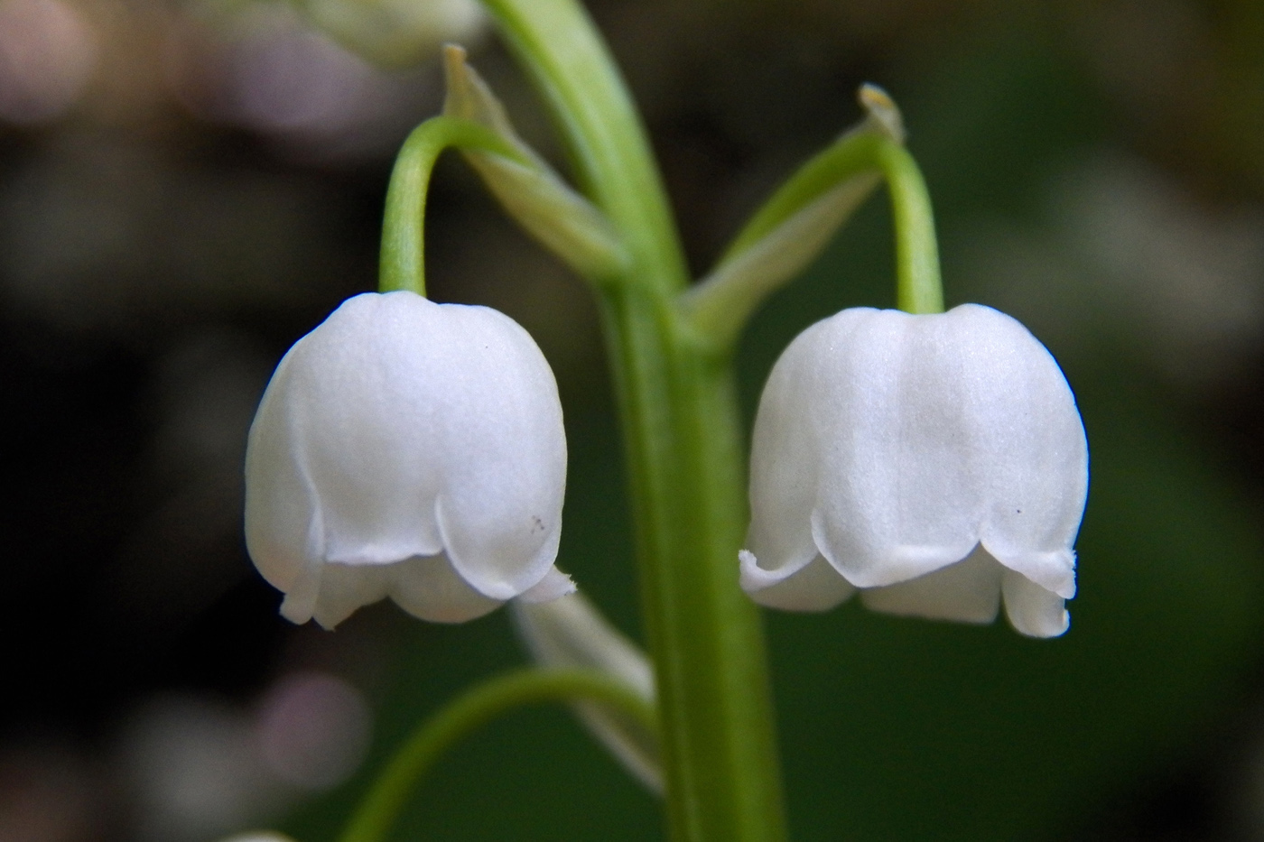 Изображение особи Convallaria majalis.