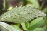 Ranunculus cassubicus